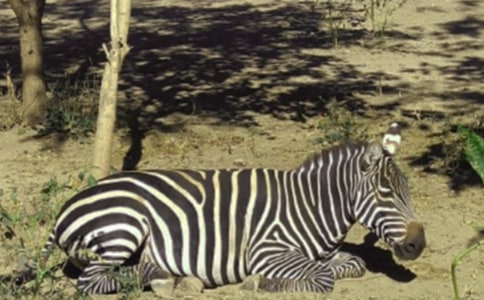 ����İ��R����(y��u)������