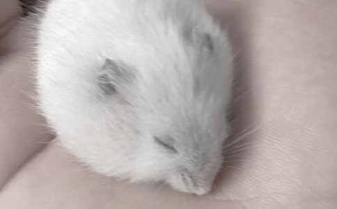 [��Ʒ]С�}������