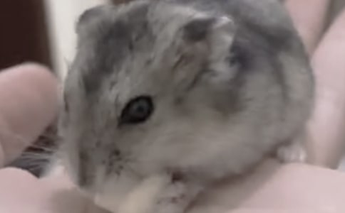 我家的小倉鼠作文(經(jīng)典15篇)