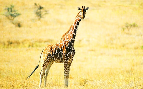 �ҵ��L�i¹����