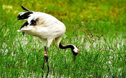 丹頂鶴作文500字