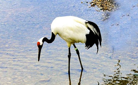 ����Q����(���A)