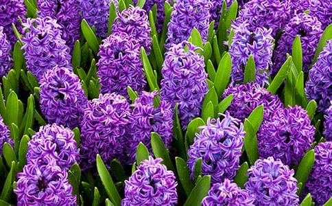 風(fēng)信子作文