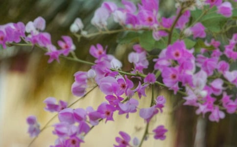 【精華】開在心中的花朵作文