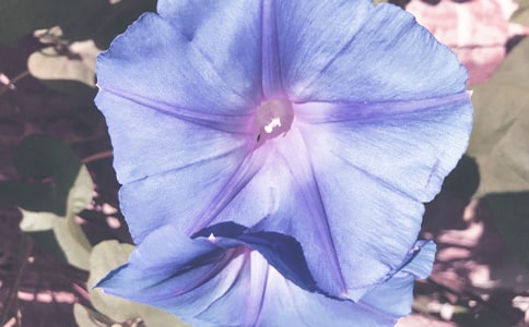 �茑��������(y��u)���ľ���110��