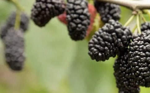 ժɣ������