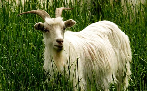 ��ɽ�򲻳����òݡ��x���