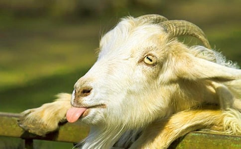 ����ĸɽ���Сɽ��Ĺ���