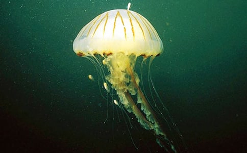 四年級作文水母