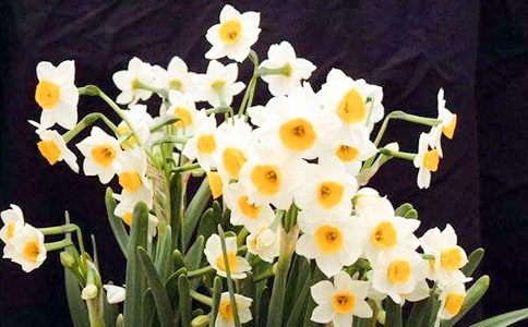 我愛(ài)水仙花作文