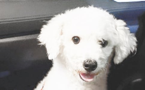 ���P(gu��n)�茑(xi��)С�������ąR��5ƪ