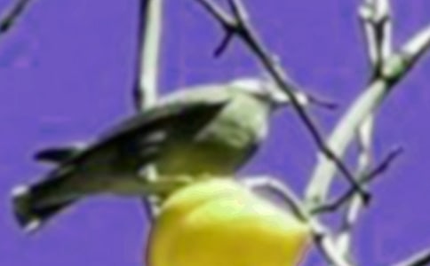 愛護(hù)小鳥看圖寫話(熱門)