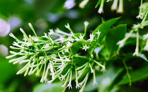 �P��ҹ���������