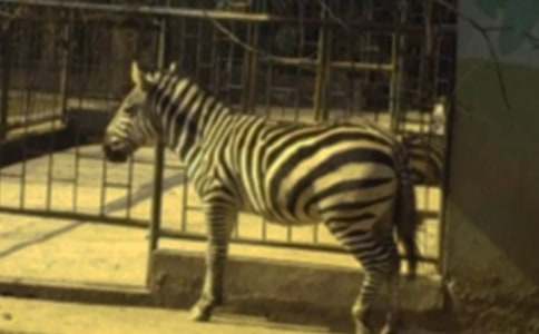 ���R�����ąR��15ƪ