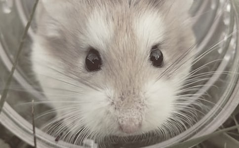 (���T)С�}(c��ng)�������12ƪ