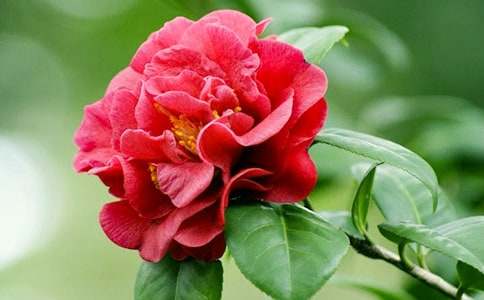 ɽ�軨����15ƪ�����]��