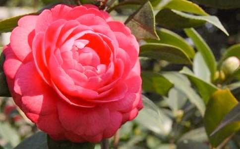 �����A��ɽ�軨����15ƪ