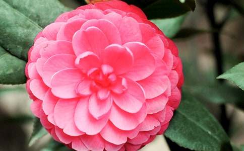 �����ϡ�ɽ�軨����