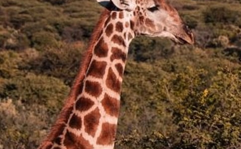 �������L(zh��ng)�i¹������15ƪ