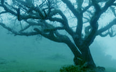 �����V�f���ă�(y��u)�㡾12ƪ��