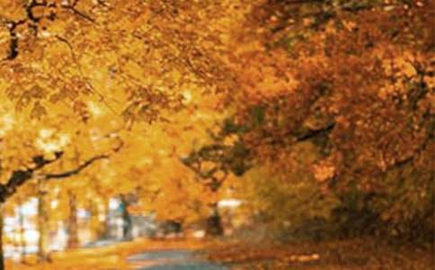 �L(f��ng)������Ψ������