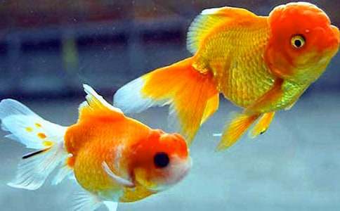 [��(y��u)��]�B(y��ng)���~����