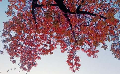 (優(yōu)秀)秋日私語作文15篇