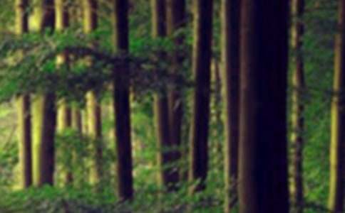 ����(j��ng)�䣩ɭ�ַ�������15ƪ