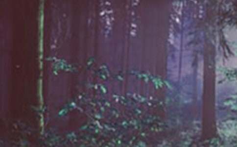 ɭ�ַ�������(�\��15ƪ)