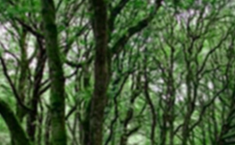 ɭ�ַ�������15ƪ�����A��