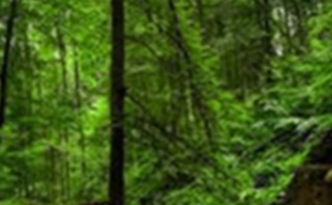 實(shí)用的森林作文600字【優(yōu)秀4篇】