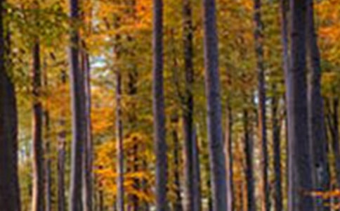 森林防火作文大全15篇