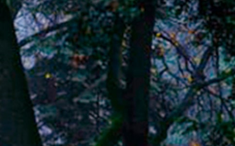 ɭ�ַ������}����(hu��)