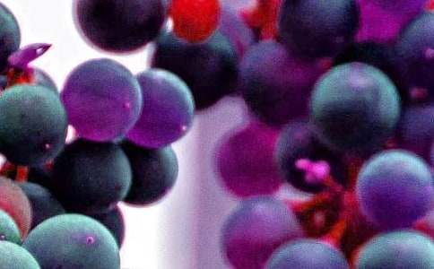 小班科學教案:好吃的水果