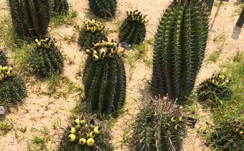 仙人掌優(yōu)秀作文15篇【精品】