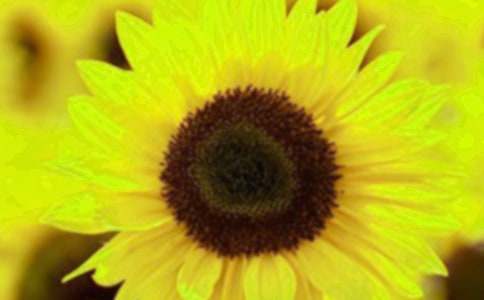 【優(yōu)秀】向日葵作文15篇