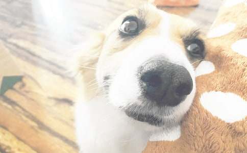 實(shí)用的小狗的作文300字錦集8篇