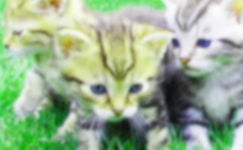 ���؂䡿С؈С�W(xu��)����300�օR��6ƪ