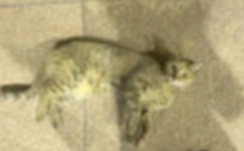 ���P(gu��n)С؈С�W(xu��)���ąR����ƪ