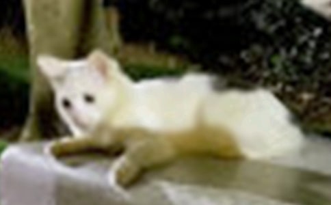 С؈С�W����300�ֺϼ�8ƪ