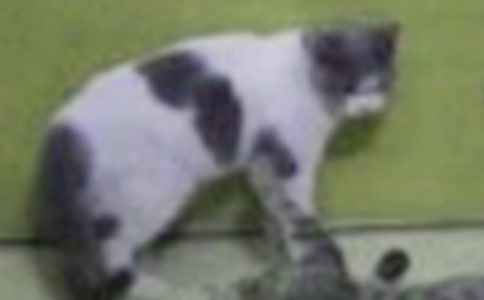 С؈�þ��˿��D��Ԓ���꼉