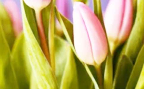 ���������ĺϼ�(15ƪ)