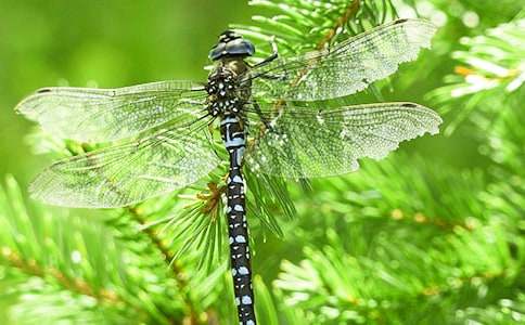保護(hù)蜻蜓的作文(優(yōu)秀)