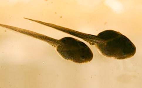 (��Ʒ)С���v�U(xi��n)ӛ����15ƪ