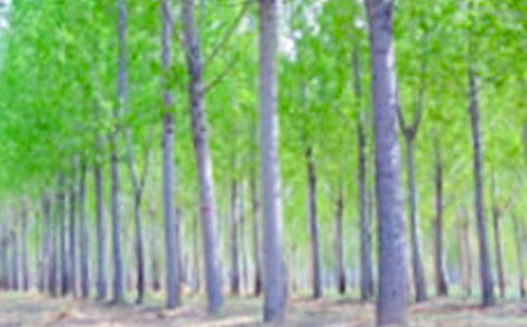 白楊優(yōu)秀教案