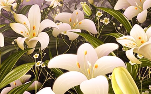 百合花的觀察日記