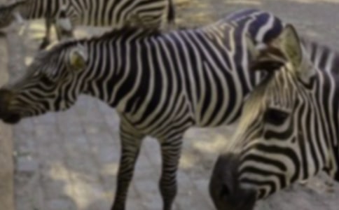 �������R������