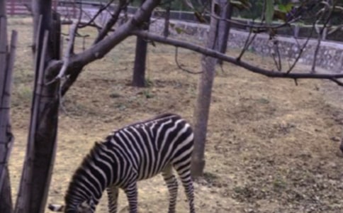 ĺɫ�еİ��R������