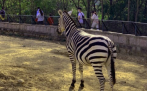 С���R����ӛ����