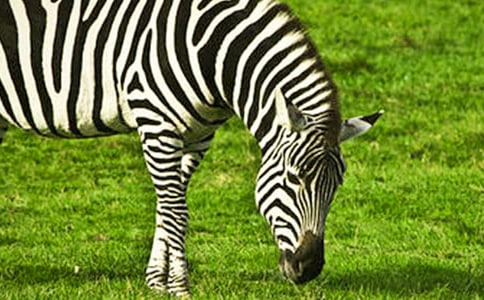 關(guān)于禮讓斑馬線的作文3篇